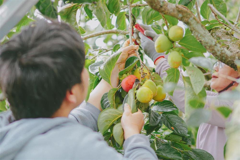 Những đặc sản Lâm Đồng trứ danh, có loại lập kỷ lục châu Á-3