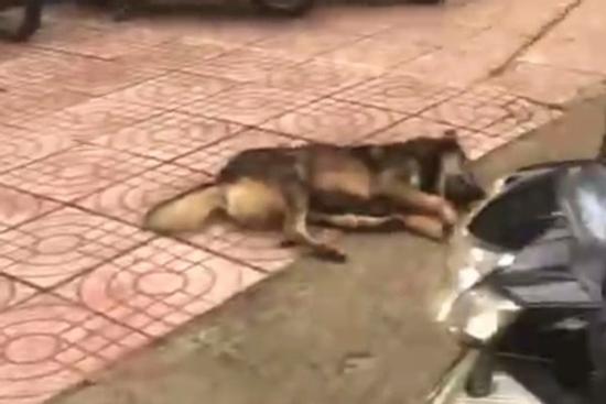 Chó becgie xông vào cổng trường cắn 2 học sinh trọng thương