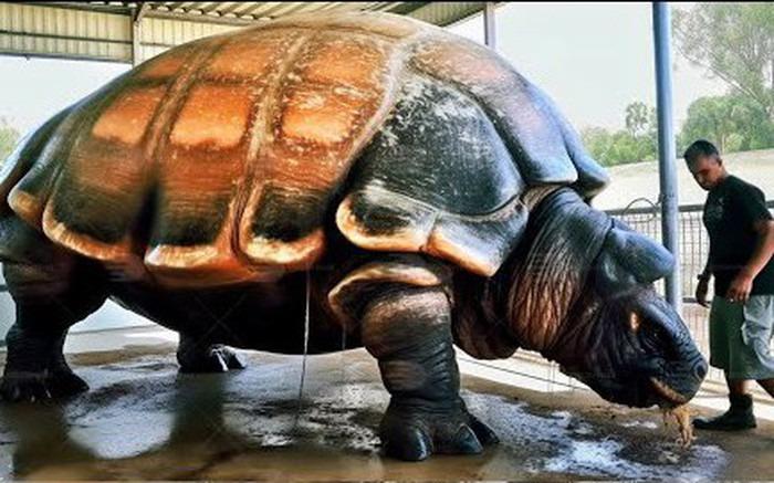 Cứ ngỡ cụ rùa Tây Du Ký là tưởng tượng, hóa ra bản real dài 5m từng sống trên Trái đất-1