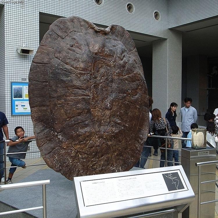 Cứ ngỡ cụ rùa Tây Du Ký là tưởng tượng, hóa ra bản real dài 5m từng sống trên Trái đất-3