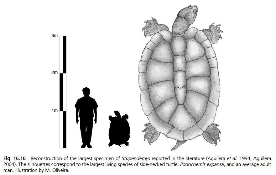 Cứ ngỡ cụ rùa Tây Du Ký là tưởng tượng, hóa ra bản real dài 5m từng sống trên Trái đất-4