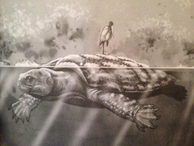 Cứ ngỡ cụ rùa Tây Du Ký là tưởng tượng, hóa ra bản real dài 5m từng sống trên Trái đất-5