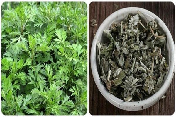 Tác dụng chữa bệnh của cây ngải cứu-2