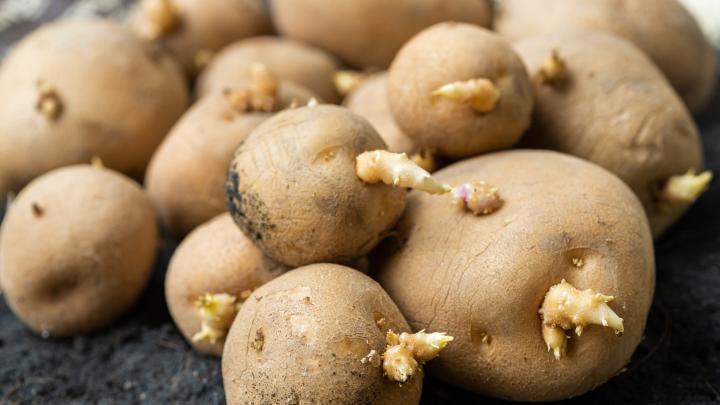 Vì sao khoai tây cần phải để trong bóng tối?-2