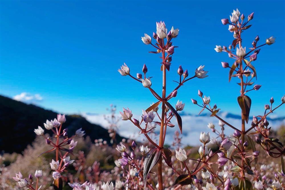 Săn hoa chi pâu mỗi năm chỉ nở một lần trên đỉnh Tà Chì Nhù-1