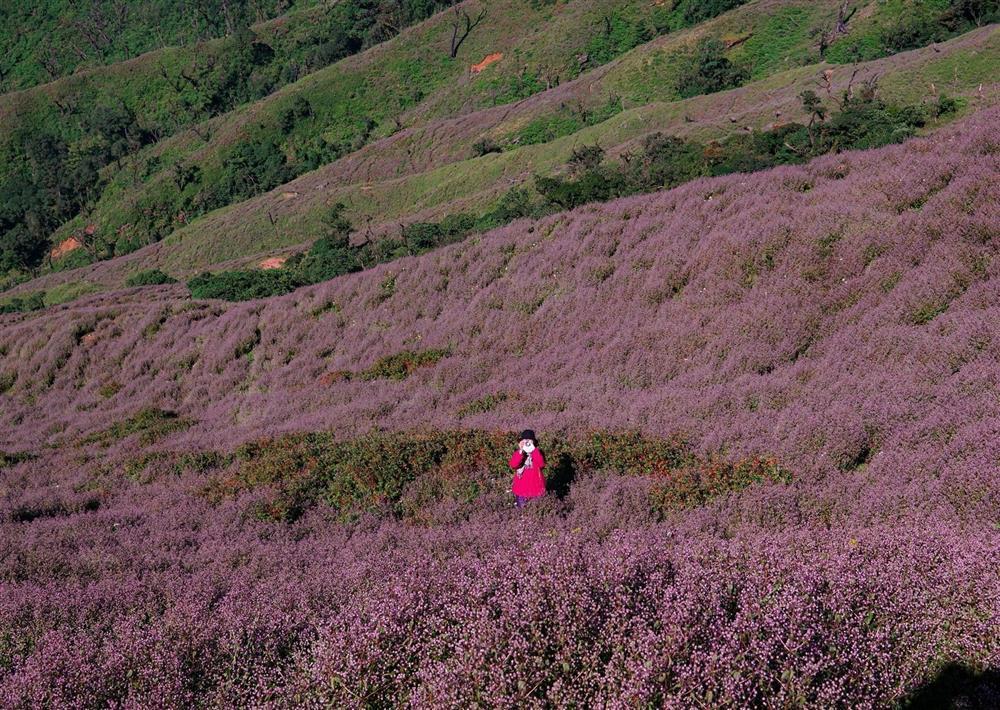 Săn hoa chi pâu mỗi năm chỉ nở một lần trên đỉnh Tà Chì Nhù-4