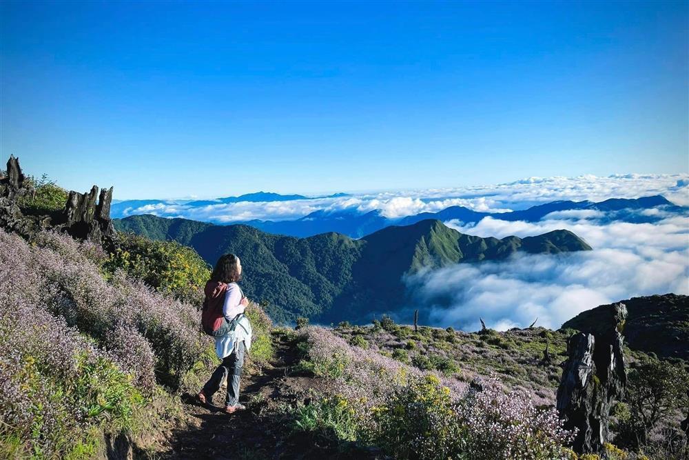 Săn hoa chi pâu mỗi năm chỉ nở một lần trên đỉnh Tà Chì Nhù-9