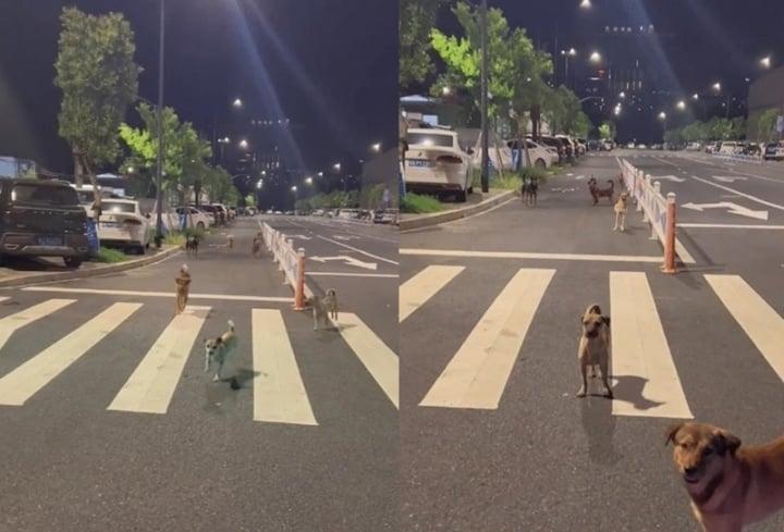 Bị đàn chó hoang bao vây, cách cô gái đối phó khiến dân mạng vừa bật cười vừa nể-1