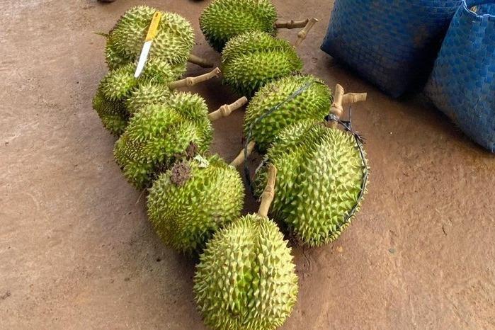 Khởi tố đối tượng trộm 9 quả sầu riêng ở Đắk Lắk-1