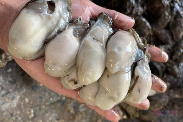 Những người không nên ăn hàu kẻo mang bệnh vào người-3