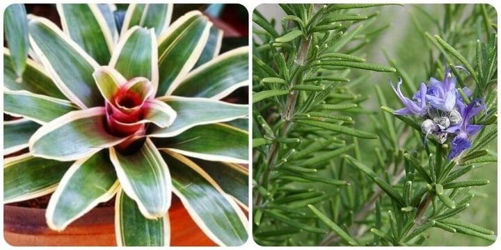 3 loại cây tuyệt đối không trồng trong phòng ngủ-1