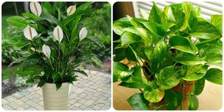 3 loại cây tuyệt đối không trồng trong phòng ngủ-2