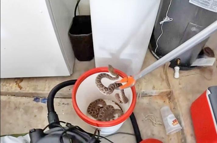 Chủ nhà kinh hãi phát hiện rắn trong nhà để xe, điều xảy ra sau đó gây sốc-1