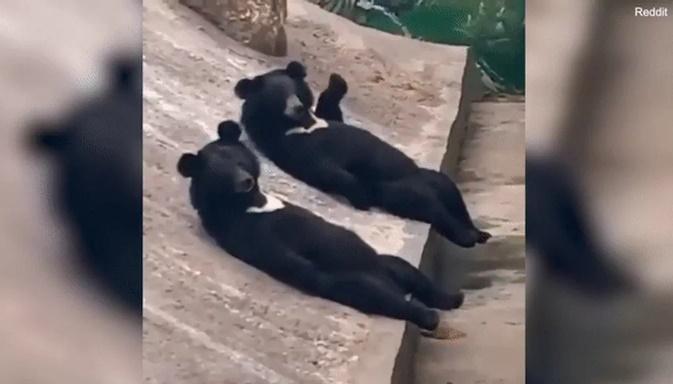 Trung Quốc: Gấu nằm dài thượt trên tảng đá dấy nghi vấn do người đóng giả-1