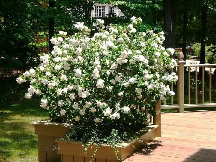 Có nên trồng cây dành dành trước nhà?-1