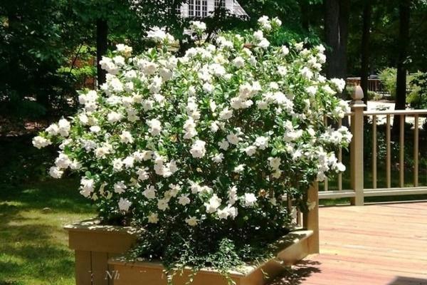 Bất ngờ quả của loại cây trồng trong nhà lọc không khí, mang tài lộc cho gia chủ-3