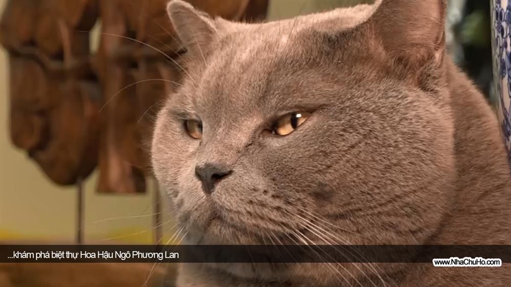 Tò mò biệt thự từng ở của Hoa hậu Thế giới người Việt đầu tiên, sinh ra trong gia đình gia thế nhưng thường trực một nỗi sợ-5