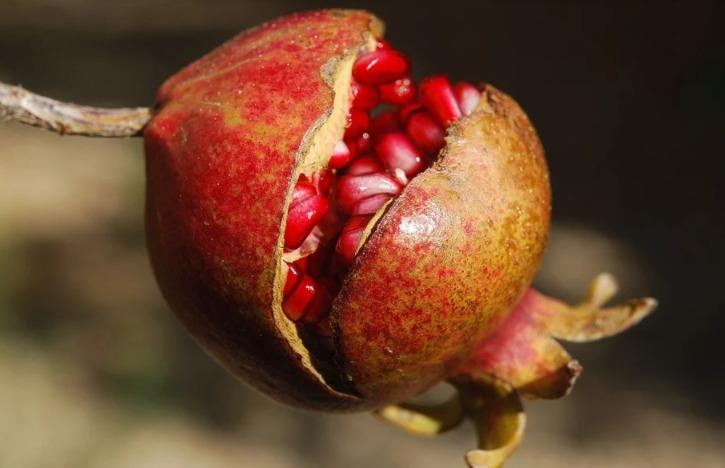 Thứ nước ép không chỉ giúp chị em ngày càng trẻ đẹp còn khiến 1 người khỏe, 2 người vui-2