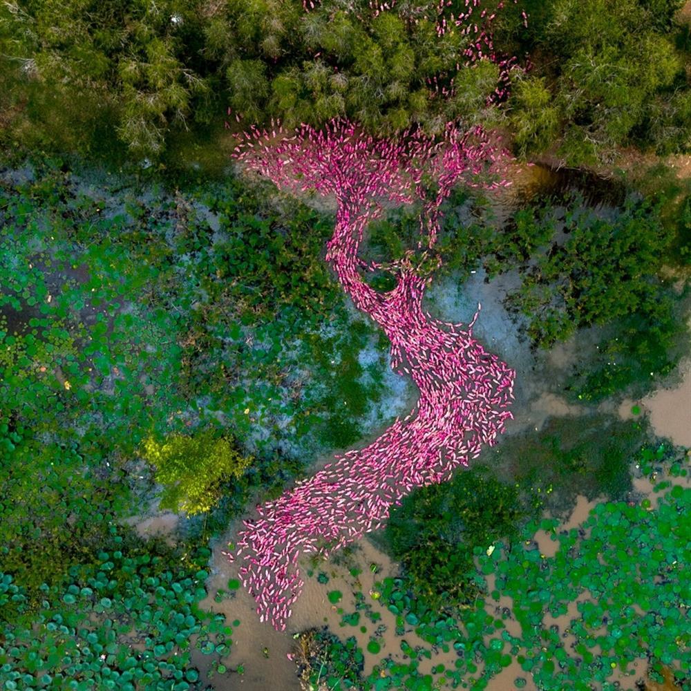 Đàn vịt hồng bơi thành hình chữ S ở An Giang gây sốt mạng xã hội-1