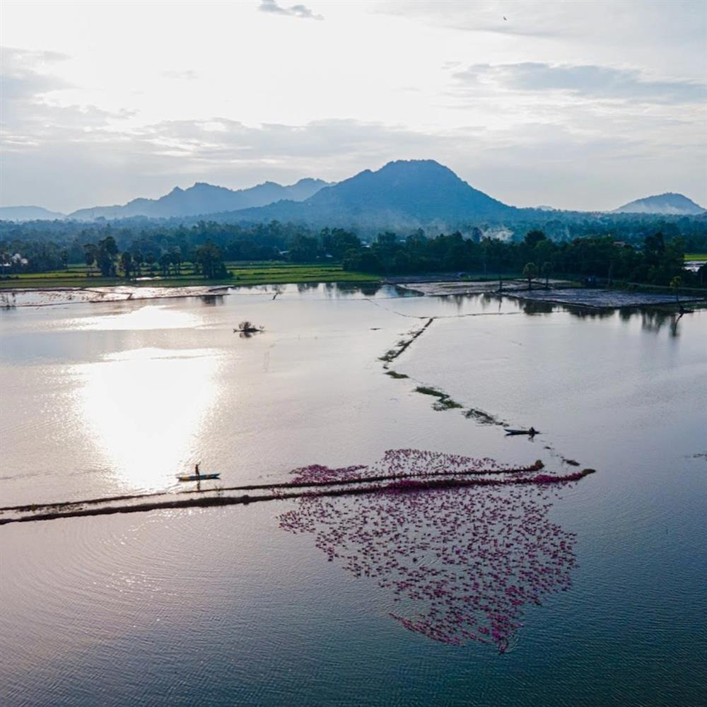 Đàn vịt hồng bơi thành hình chữ S ở An Giang gây sốt mạng xã hội-3