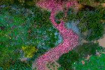 Đàn vịt hồng bơi thành hình chữ S ở An Giang gây sốt mạng xã hội