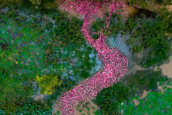 Đàn vịt hồng bơi thành hình chữ S ở An Giang gây sốt mạng xã hội