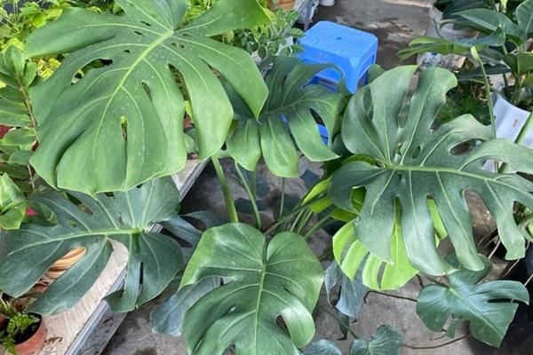 7 loài cây cảnh ưa nắng là lựa chọn hàng đầu để bạn phủ xanh không gian sống-8