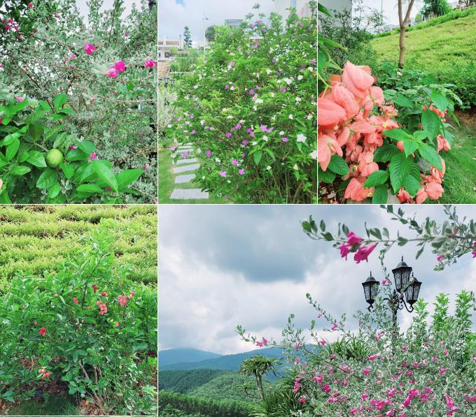 Khu vườn đầy hoa trái trong biệt thự 600m2 như resort của Mạnh Trường-4