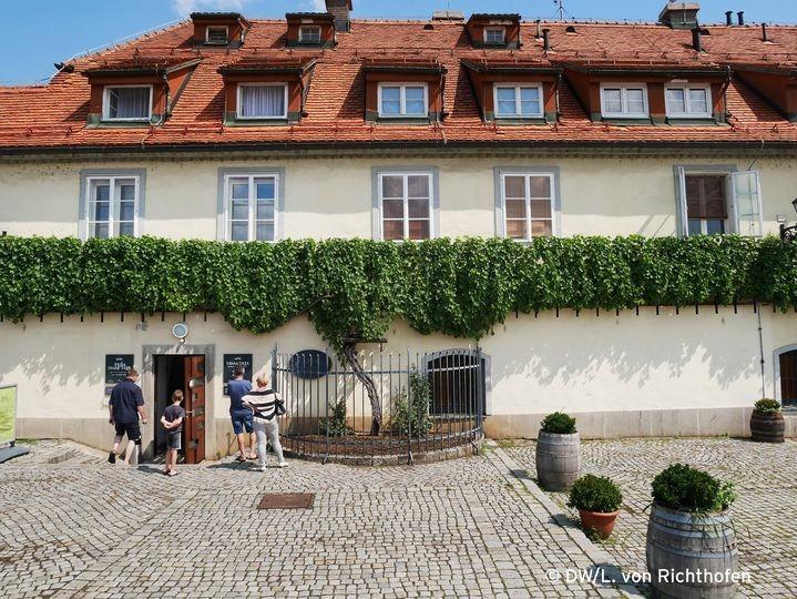 Cây nho lâu đời nhất thế giới, gần 500 tuổi vẫn tươi tốt cho quả mỗi năm-1