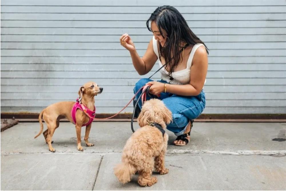 Nghề trông chó cho nhà giàu, lương 7 triệu đồng/ngày?-3