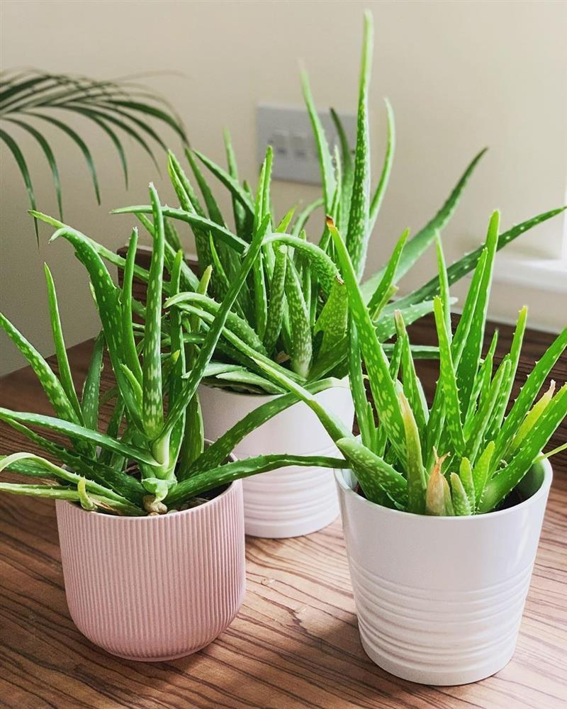 7 loài cây cảnh ưa nắng là lựa chọn hàng đầu để bạn phủ xanh không gian sống-7