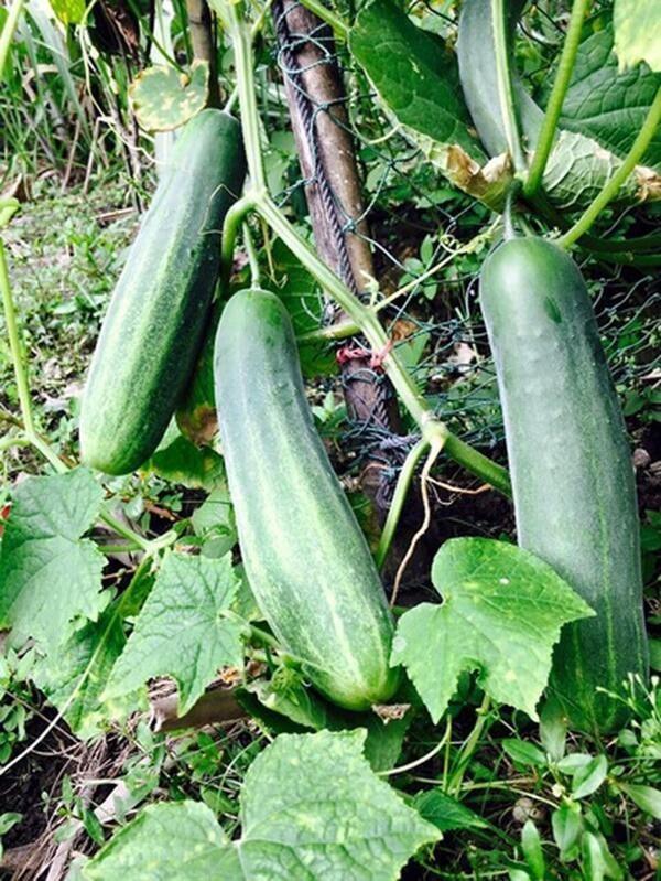 Bức xúc khi bị khinh thường bán hàng online, Việt Trinh hiện sở hữu cơ ngơi như thế nào?-12