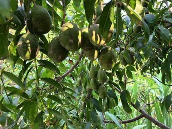 Bức xúc khi bị khinh thường bán hàng online, Việt Trinh hiện sở hữu cơ ngơi như thế nào?-13