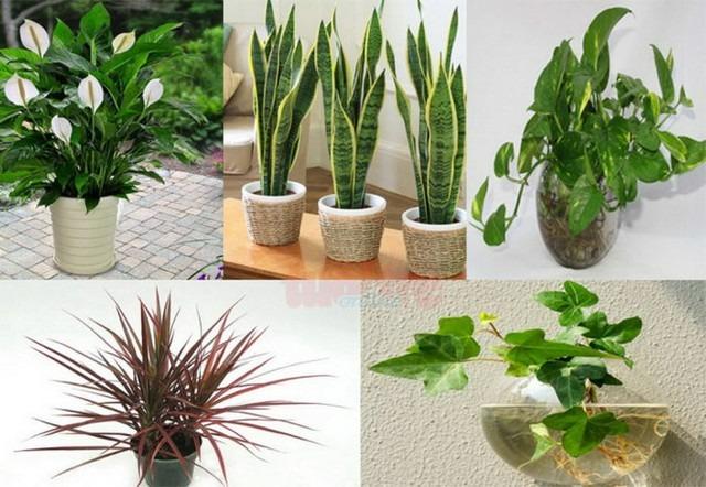 3 chiêu phong thủy đơn giản giúp bạn luôn thoải mái bình an khi về nhà-2