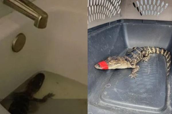 Thót tim cảnh 70 học sinh đi cầu dây vượt sông đầy cá sấu để tới trường-3