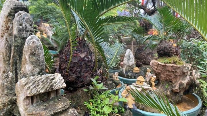 Có nên trồng cây vạn tuế trước nhà?-1