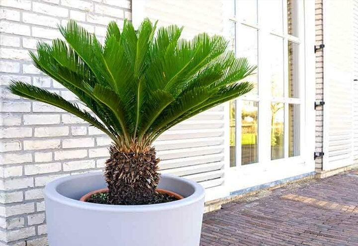 Có nên trồng cây vạn tuế trước nhà?-2