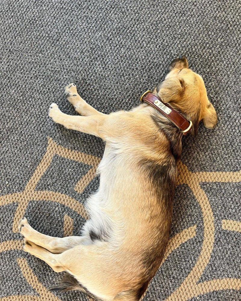 Angelababy cùng con trai đón trung thu, netizen chỉ chú ý một chi tiết đặc biệt-5