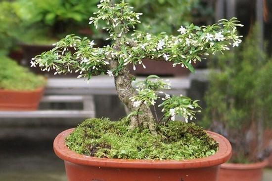 Có nên trồng cây mai chiếu thủy trước nhà?