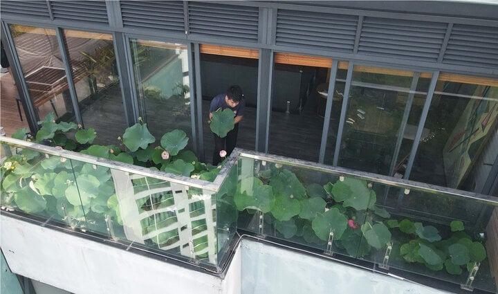 Có nên trồng sen trong nhà?-1