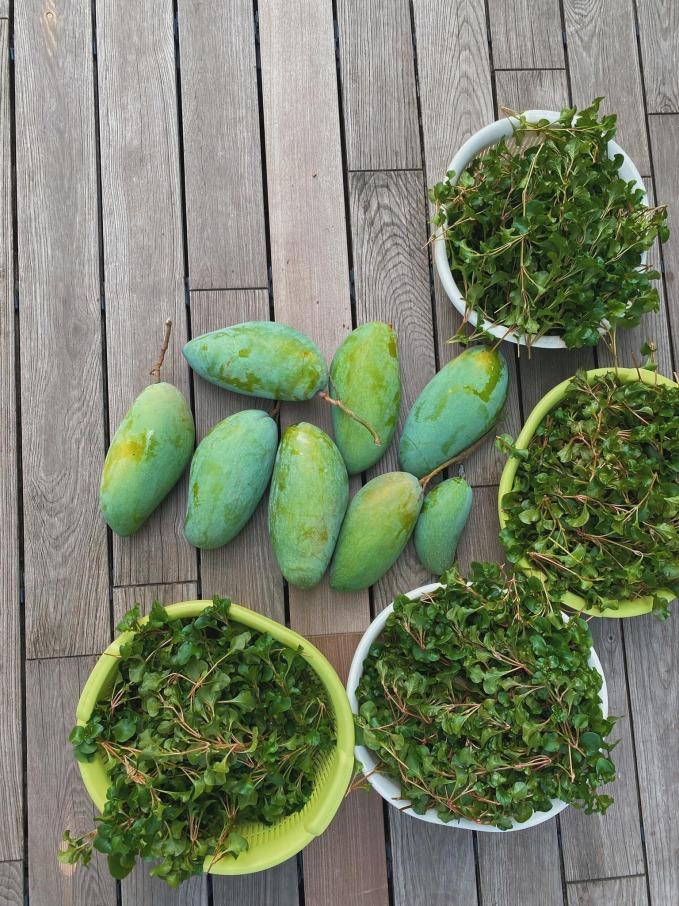 Thành quả từ vườn cây khiến Tăng Thanh Hà càng thêm được nể phục khi thành nông dân mát tay-2