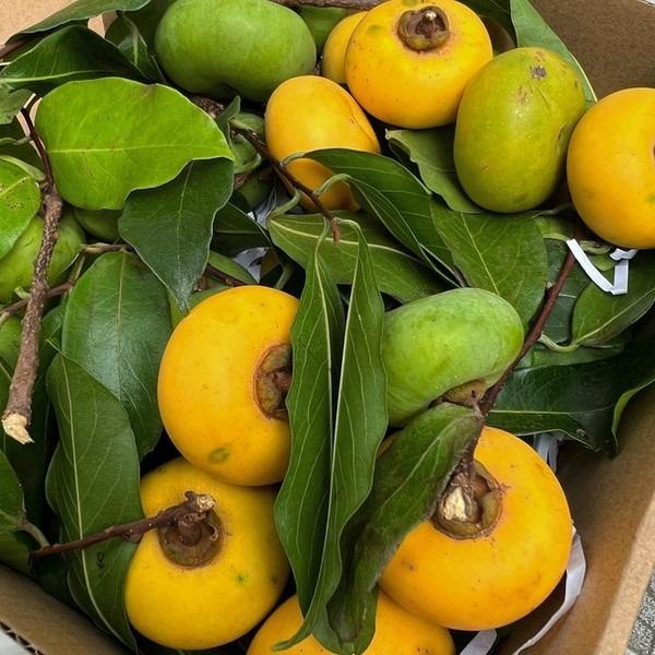 Thành quả từ vườn cây khiến Tăng Thanh Hà càng thêm được nể phục khi thành nông dân mát tay-6