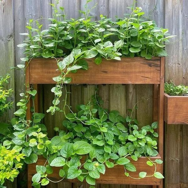 Thành quả từ vườn cây khiến Tăng Thanh Hà càng thêm được nể phục khi thành nông dân mát tay-14