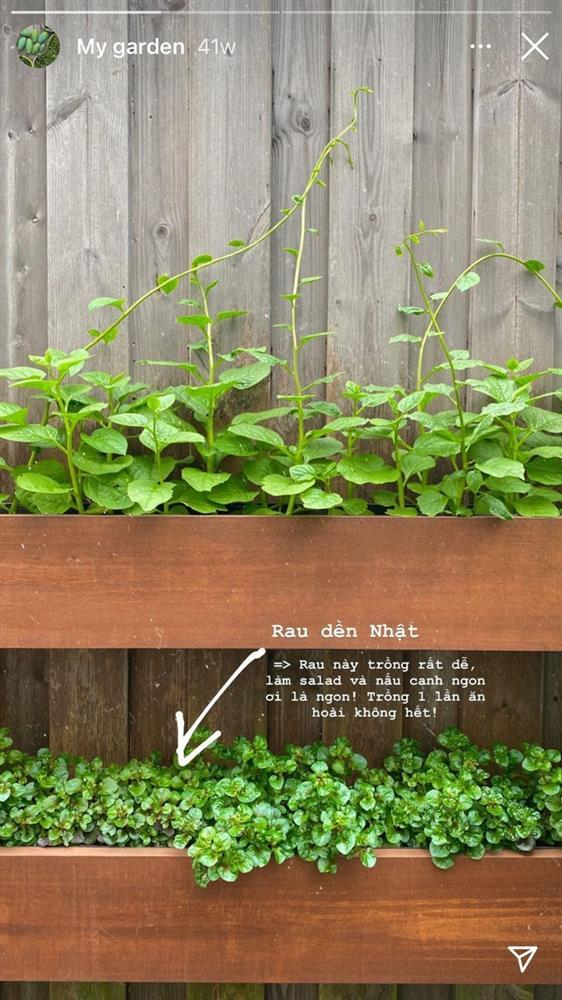 Thành quả từ vườn cây khiến Tăng Thanh Hà càng thêm được nể phục khi thành nông dân mát tay-17