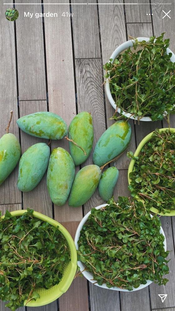 Thành quả từ vườn cây khiến Tăng Thanh Hà càng thêm được nể phục khi thành nông dân mát tay-18