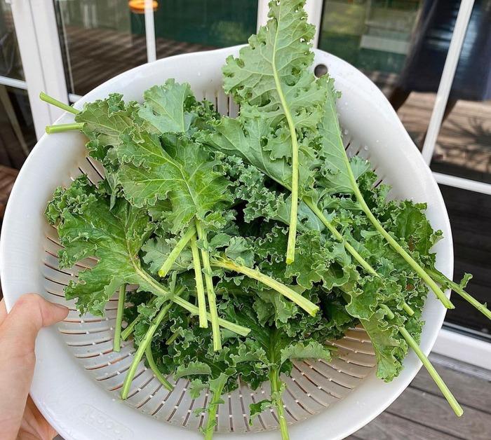 Thành quả từ vườn cây khiến Tăng Thanh Hà càng thêm được nể phục khi thành nông dân mát tay-21