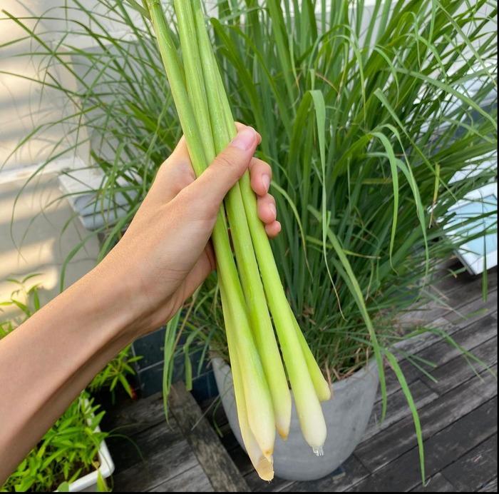 Thành quả từ vườn cây khiến Tăng Thanh Hà càng thêm được nể phục khi thành nông dân mát tay-22