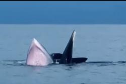 Cá voi xuất hiện ở biển Cô Tô, thoải mái bơi gần tàu cá ngư dân