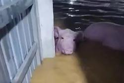 Lũ ập vào trang trại, cuốn trôi hơn 1.000 con lợn, nhìn chỉ biết khóc