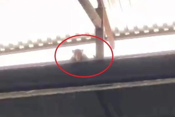 Bắt được khỉ hoang tấn công nhiều người ở Vĩnh Long sau 4 giờ truy đuổi-3